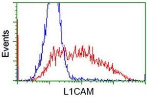 HEK293T cells transfected with either RC211601 overexpress plasmid (Red) or empty vector control plasmid (Blue) were immunostained by anti-L1CAM antibody (ABIN2453224), and then analyzed by flow cytometry. (L1CAM antibody)