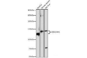 Western blot analysis of extracts of various cell lines using CEACAM1 Polyclonal Antibody at dilution of 1:1000. (CEACAM1 antibody)
