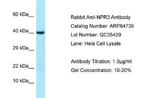 Western Blotting (WB) image for anti-Atrial Natriuretic Peptide Receptor 3 (NPR3) (Middle Region) antibody (ABIN2789945) (NPR3 antibody  (Middle Region))