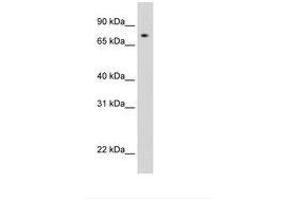 Image no. 1 for anti-Signal Transducer and Activator of Transcription 1, 91kDa (STAT1) (AA 259-308) antibody (ABIN6736289) (STAT1 antibody  (AA 259-308))