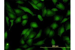 Immunofluorescence of monoclonal antibody to ASNA1 on HeLa cell. (ASNA1 antibody  (AA 239-348))