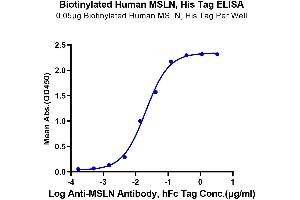 Immobilized Biotinylated Human MSLN at 0. (Mesothelin Protein (MSLN) (His-Avi Tag,Biotin))