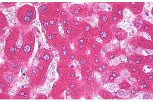 Anti-F9 / Factor IX antibody IHC staining of human liver. (Coagulation Factor IX antibody)