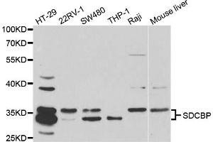 Western blot analysis of extracts of various cell lines, using SDCBP antibody (ABIN5973096) at 1/1000 dilution. (SDCBP antibody)