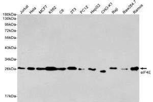 Western blot detection of eIF4E in Jurkat, Hela, MCF7, K562, C6, 3T3, PC12, HepG2, CHO-K1, Raji, Raw264. (EIF4E antibody)