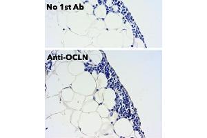 Immunohistochemistry (IHC) image for anti-Occludin (OCLN) (C-Term) antibody (ABIN7273069)