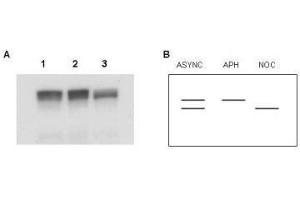 Western blot using  Affinity Purified anti-MCM2 antibody shows detection of both phosphorylated and unphosphorylated MCM2 present in nuclear extracts from elutriated human cells (MO59K/K562).