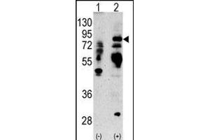 Western blot analysis of anti-LTF Antibody (Center) Pab (ABIN1882099 and ABIN2841775) in 293 cell line lysates transiently transfected with the LTF gene (2 μg/lane). (Lactoferrin antibody  (AA 219-248))