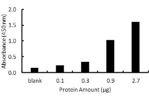 Transcription factor assay of PPAR-gamma from purified recombinate PPAR-gamma protein with PPAR-gamma TF Activity Assay Kit. (PPARG ELISA Kit)