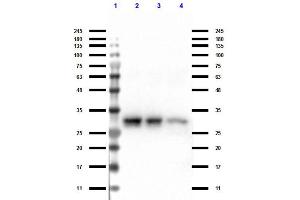 Western Blot of Anti-Rabbit Ig IP Agarose Beads. (TrueBlot® Anti-Rabbit Ig IP Beads)