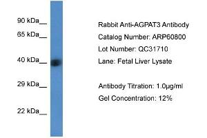 Western Blotting (WB) image for anti-1-Acylglycerol-3-Phosphate O-Acyltransferase 3 (AGPAT3) (Middle Region) antibody (ABIN2788587) (AGPAT3 antibody  (Middle Region))