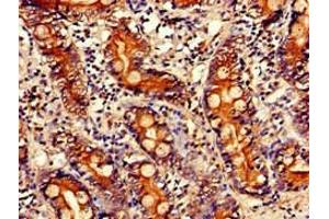 Immunohistochemistry of paraffin-embedded human small intestine tissue using ABIN7163465 at dilution of 1:100 (PITX2 antibody  (AA 40-154))
