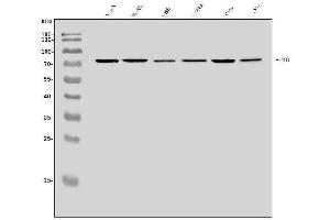 anti-Ecdysoneless Homolog (ECD) (AA 50-632) antibody
