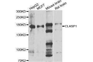 Western blot analysis of extracts of various cell lines, using CLASP1 antibody (ABIN5974258) at 1/1000 dilution. (CLASP1 antibody)