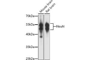 Western Blotting (WB) image for anti-RNA Binding Protein, Fox-1 Homolog 3 (RBFOX3) (AA 1-220) antibody (ABIN1513254)