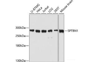 Western blot analysis of extracts of various cell lines using SPTBN1 Polyclonal Antibody at dilution of 1:3000. (SPTBN1 antibody)