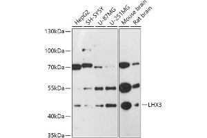 Western blot analysis of extracts of various cell lines, using LHX3 antibody (ABIN7268263) at 1:1000 dilution. (LHX3 antibody  (C-Term))