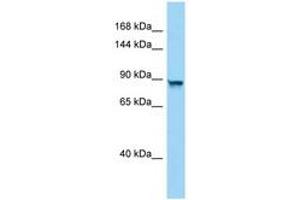 Image no. 1 for anti-Protein Phosphatase 4, Regulatory Subunit 4 (PPP4R4) (AA 670-719) antibody (ABIN6748440)