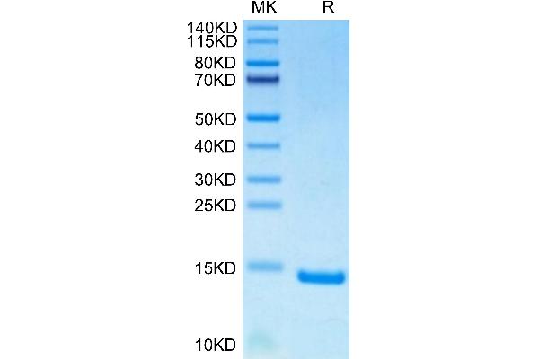 HSPE1 Protein (AA 2-102) (His-Avi Tag)