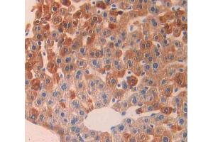 Figure. (LAP antibody  (AA 206-496))