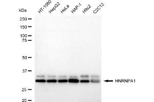 Western blotting analysis using HNRNPA1 antibody (ABIN7798894).