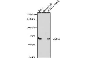 Immunoprecipitation analysis of 300 μg extracts of Raji cells using 3 μg  antibody (ABIN7265423). (ACSL1 antibody  (AA 46-275))
