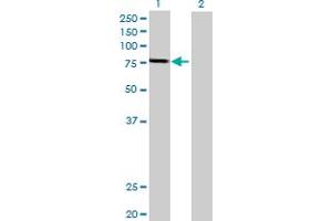 Western Blot analysis of GSTCD expression in transfected 293T cell line by GSTCD MaxPab polyclonal antibody. (GSTCD antibody  (AA 1-632))