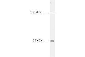 Western blot of HeLa cell extract using Anti-NFKB p50 (NFKB1) Antibody 100-4164. (NFkB antibody)
