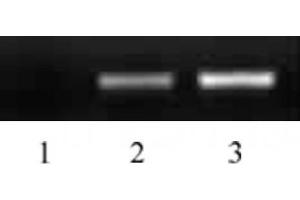 Histone H2B acetyl Lys16 pAb tested by ChIP analysis. (Histone H2B antibody  (acLys16))