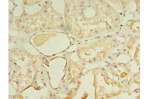 Immunohistochemistry of paraffin-embedded human kidney tissue using ABIN7161530 at dilution of 1:100 (NKIRAS1 antibody  (AA 1-192))