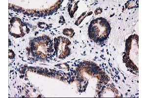 Image no. 6 for anti-Family with Sequence Similarity 127, Member C (FAM127C) antibody (ABIN1498197) (FAM127C antibody)