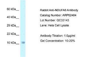 Western Blotting (WB) image for anti-NADH Dehydrogenase (Ubiquinone) 1 alpha Subcomplex, 6, 14kDa (NDUFA6) (C-Term) antibody (ABIN2789159) (NDUFA6 antibody  (C-Term))