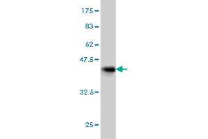 Western Blotting (WB) image for anti-SMAD, Mothers Against DPP Homolog 3 (SMAD3) (AA 120-221) antibody (ABIN561714)