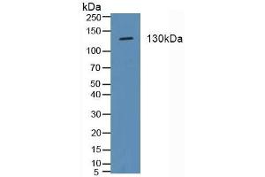 Detection of ITGa2 in Porcine Stomach Tissue using Polyclonal Antibody to Integrin Alpha 2 (ITGa2) (ITGA2 antibody  (AA 170-361))