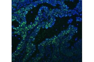 IF analysis of PC4/SUB1 using anti-PC4/SUB1 antibody (ABIN4886733). (SUB1 antibody  (C-Term))