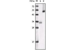 Western blot analysis using GSK3 alpha mouse mAb against truncated GSK3 alpha recombinant protein (1)and Hela cell lysate (2). (GSK3 alpha antibody)