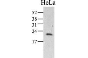 Image no. 2 for anti-Peptidylprolyl Isomerase C (Cyclophilin C) (PPIC) (AA 39-197) antibody (ABIN951768)