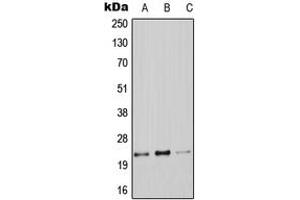 Western blot analysis of Claudin 9 expression in A549 (A), Raw264.