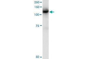 Immunoprecipitation of CBL transfected lysate using anti-CBL monoclonal antibody and Protein A Magnetic Bead , and immunoblotted with CBL monoclonal antibody. (CBL antibody  (AA 736-835))