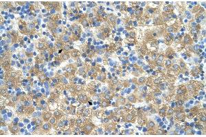 Human Liver (MARVELD3 antibody  (Middle Region))