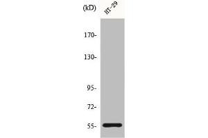 Western Blot analysis of HT29 cells using CYP2B6 Polyclonal Antibody