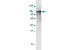 Western Blot detection against Immunogen (73. (LACC1 antibody  (AA 1-430))