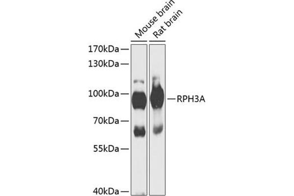 RPH3A antibody  (AA 1-280)
