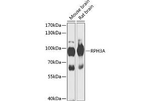 Western blot analysis of extracts of various cell lines, using RPH3A antibody (ABIN6128668, ABIN6147094, ABIN6147096 and ABIN6217639) at 1:1000 dilution. (RPH3A antibody  (AA 1-280))