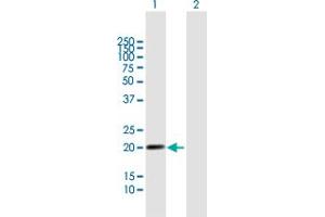 Western Blot analysis of LILRB2 expression in transfected 293T cell line by LILRB2 MaxPab polyclonal antibody. (LILRB2 antibody  (AA 1-193))