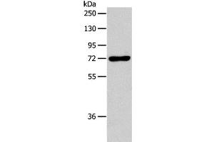 Western Blot analysis of RAW264. (IL18RAP antibody)