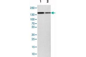 Western blot analysis of cell lysates with KIAA0355 polyclonal antibody  at 1:250-1:500 dilution. (KIAA0355 antibody)