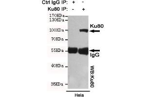 Immunoprecipitation analysis of Hela cell lysates using Ku80 mouse mAb. (XRCC5 antibody)