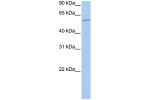 WB Suggested Anti-MBOAT1 Antibody Titration:  0.