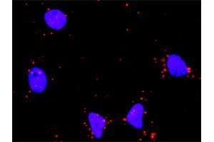 Proximity Ligation Analysis of protein-protein interactions between NFKB1 and HDAC1. (HDAC1 antibody  (AA 1-482))